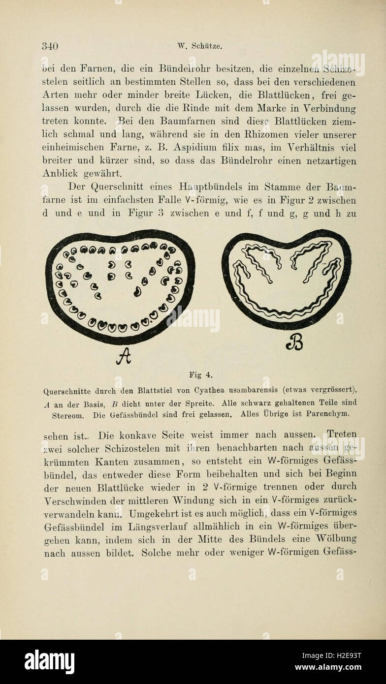 Cette publication présente des contributions à la botanique scientifique, mettant en vedette des recherches et des études en biologie végétale, classification et écologie. Banque D'Images