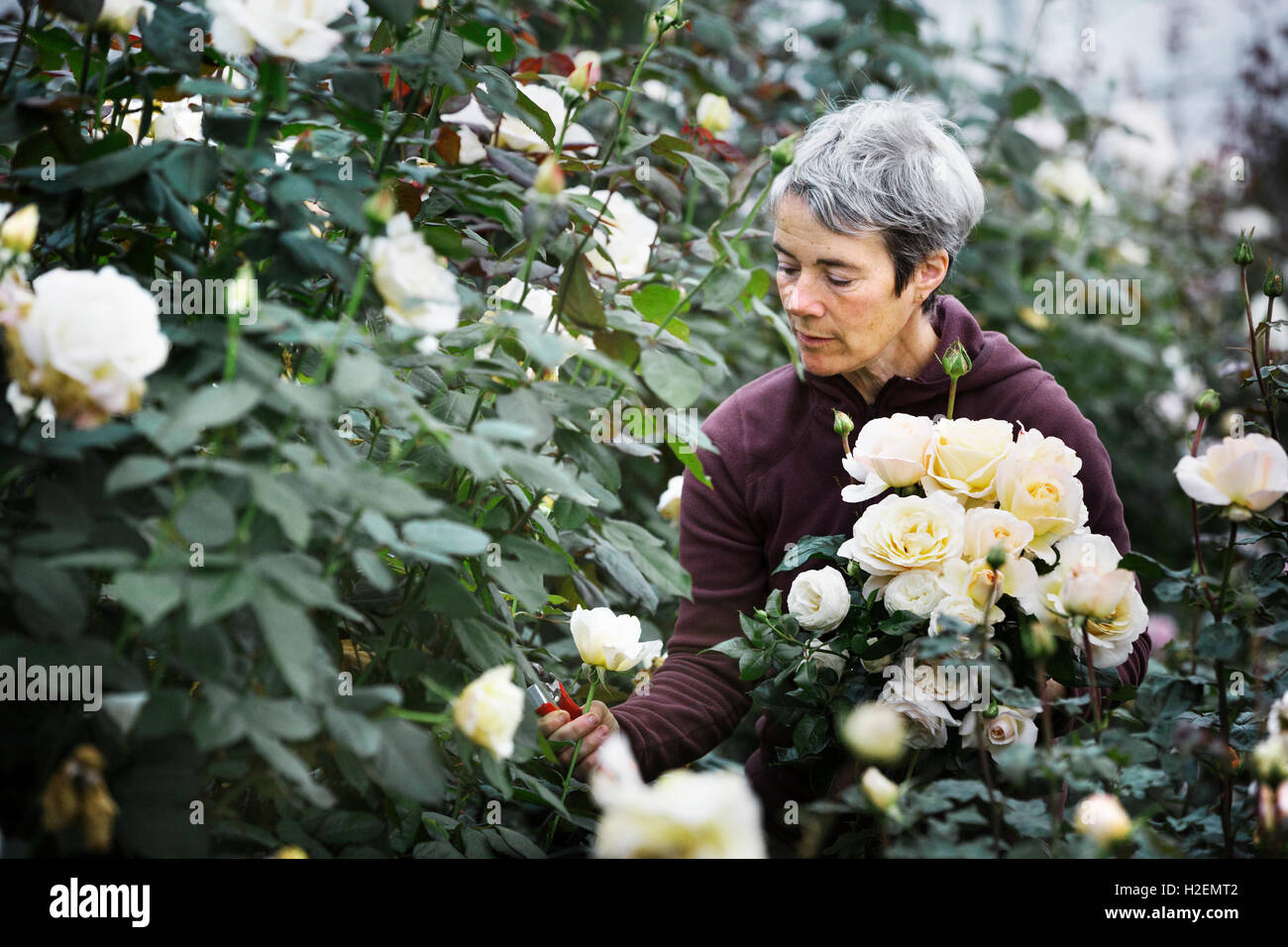 Une femme Fleurs de coupe dans une pépinière commerciale bio jardin fleuri. Banque D'Images