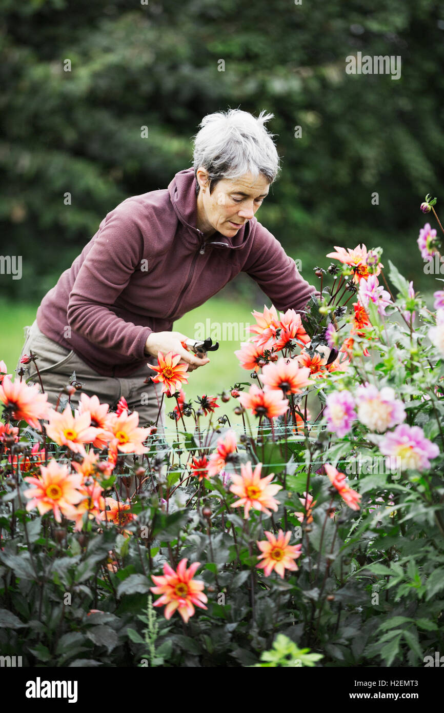 Une femme Fleurs de coupe dans une pépinière commerciale bio jardin fleuri. Banque D'Images