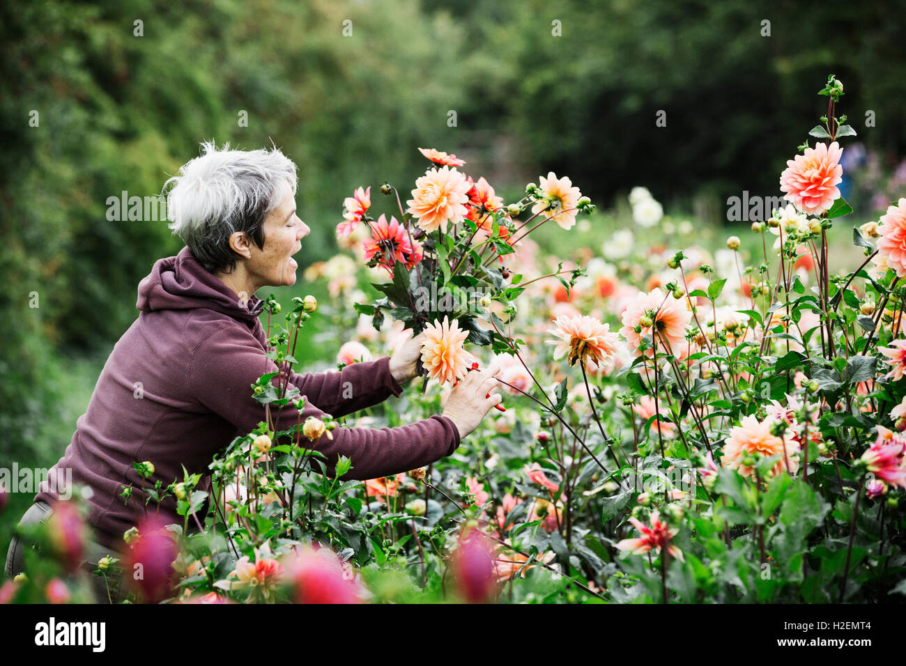 Une femme Fleurs de coupe dans une pépinière commerciale bio jardin fleuri. Banque D'Images