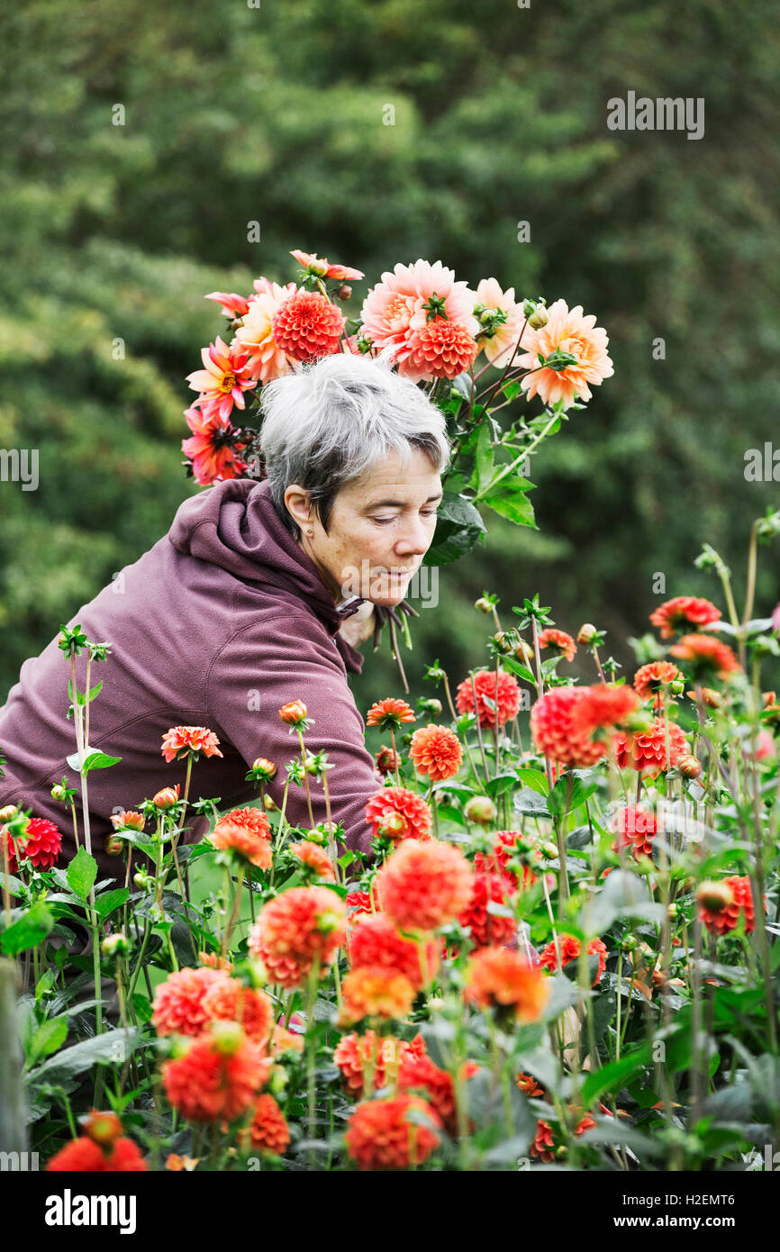 Une femme Fleurs de coupe dans une pépinière commerciale bio jardin fleuri. Banque D'Images