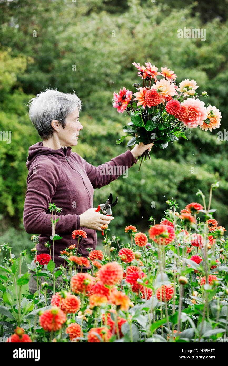 Une femme Fleurs de coupe dans une pépinière commerciale bio jardin fleuri. Banque D'Images
