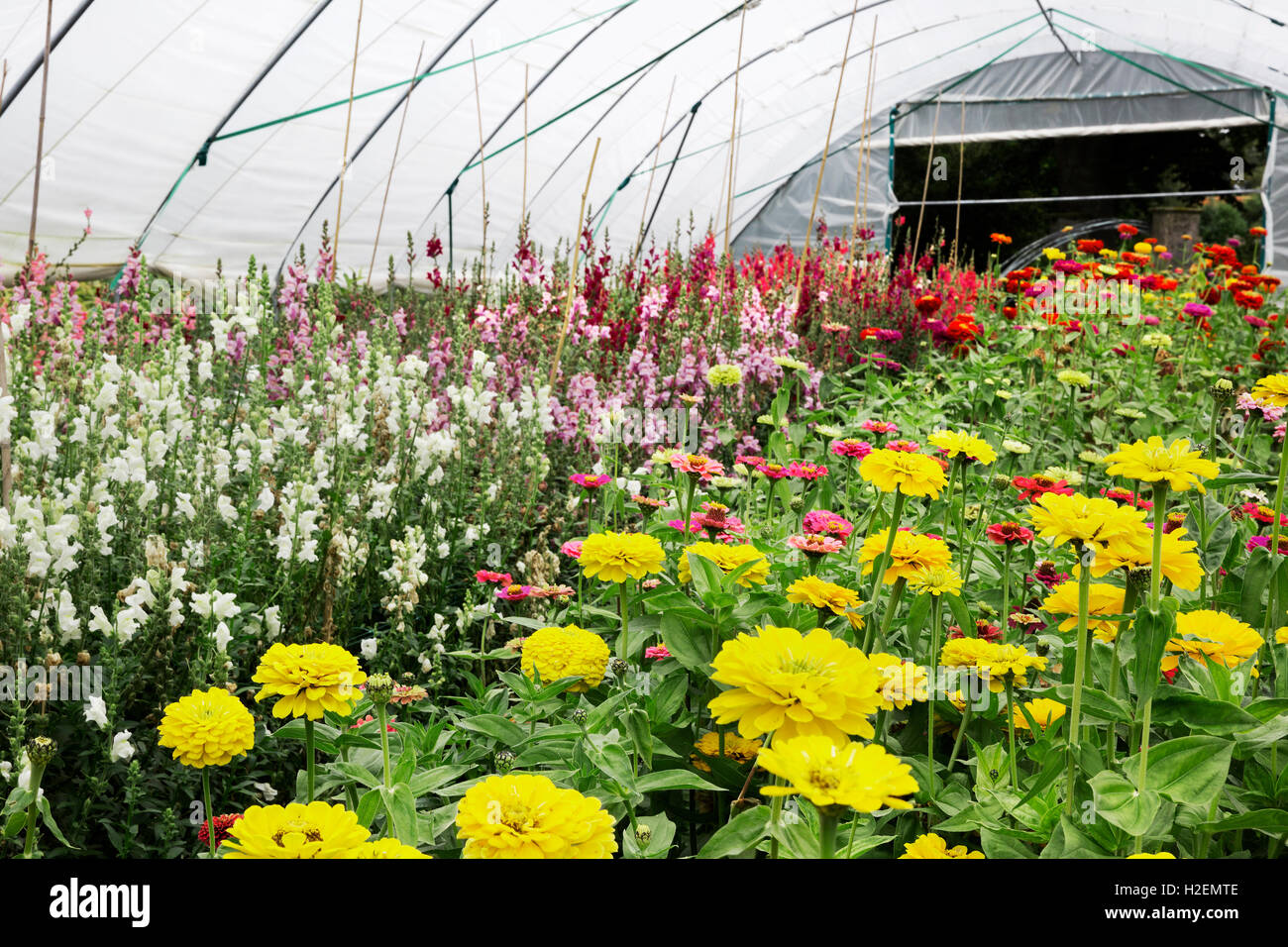 Un polytunnel pleine de fleurs, la floraison pour la coupe. Un jardin de fleurs biologiques. Banque D'Images