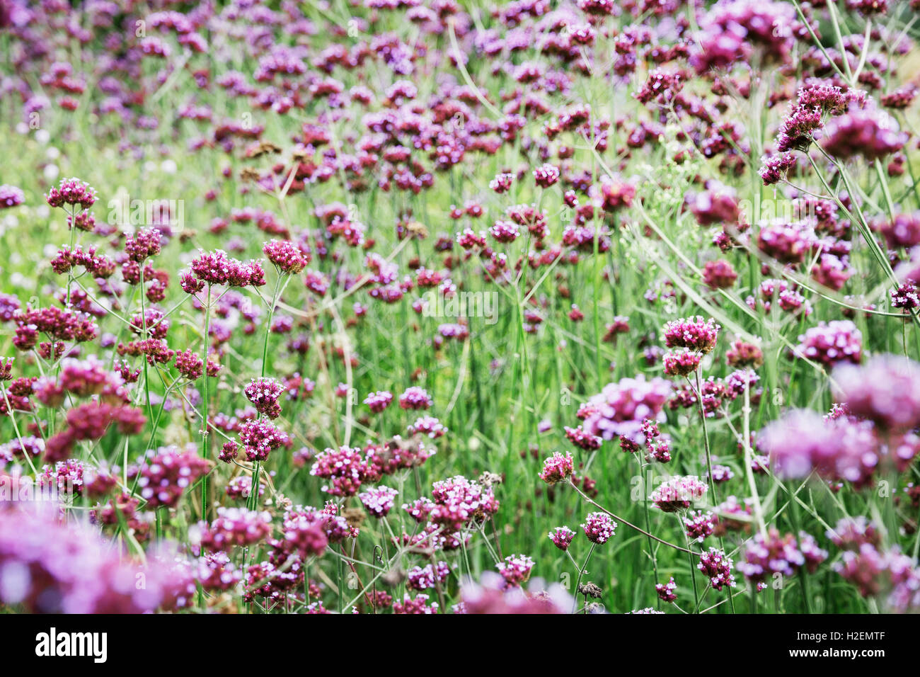 Un lit de plantes à fleurs dans un lit de boutures, dans une pépinière de fleurs biologiques. Banque D'Images
