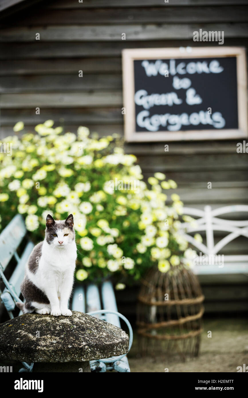 Un chat assis sur un banc par des plantes à fleurs dans une pépinière commerciale. Chalk board bienvenue signe. Banque D'Images