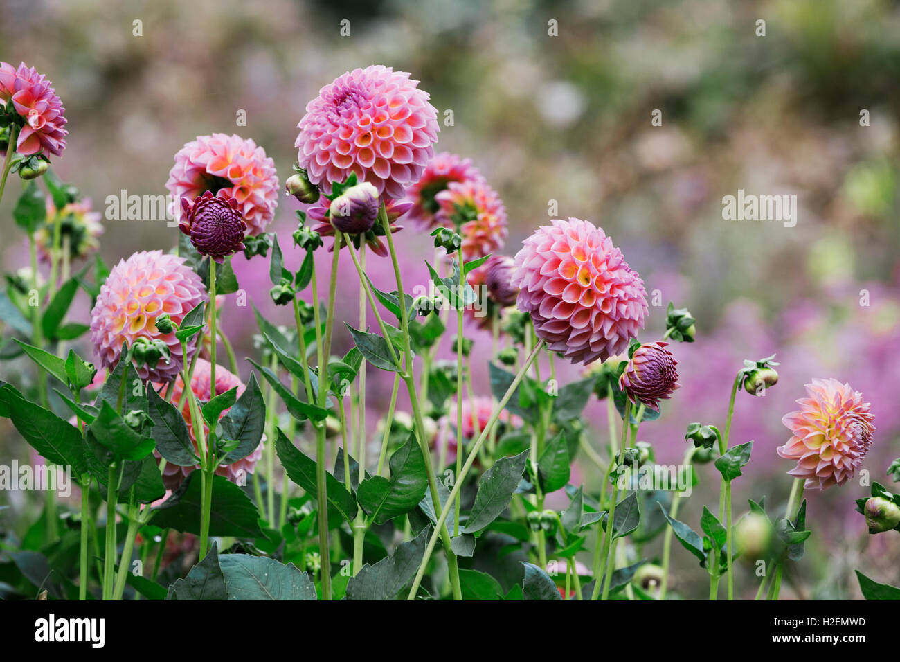 Une pépinière de fleurs organiques commerciaux, globe rose dahlias. Banque D'Images