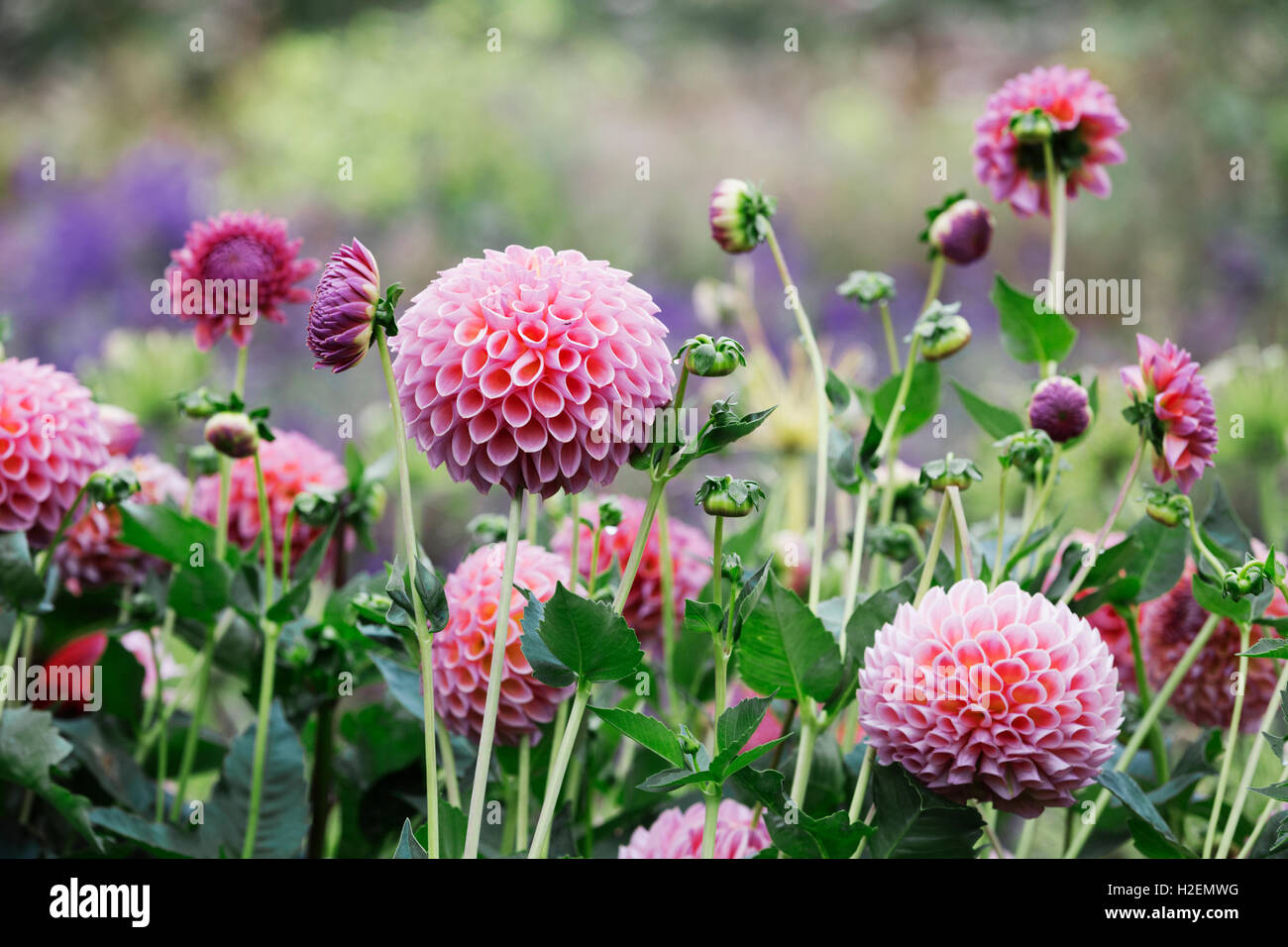 Une pépinière de fleurs organiques commerciaux, globe rose dahlias. Banque D'Images