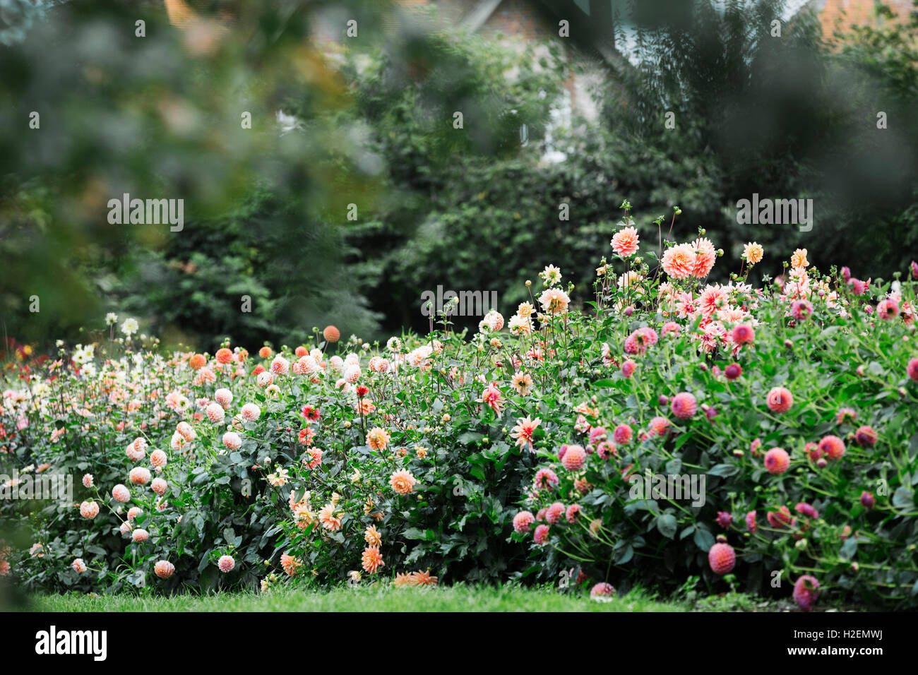 Un lit de fleurs de dahlias, dans une pépinière de fleurs biologiques. Banque D'Images