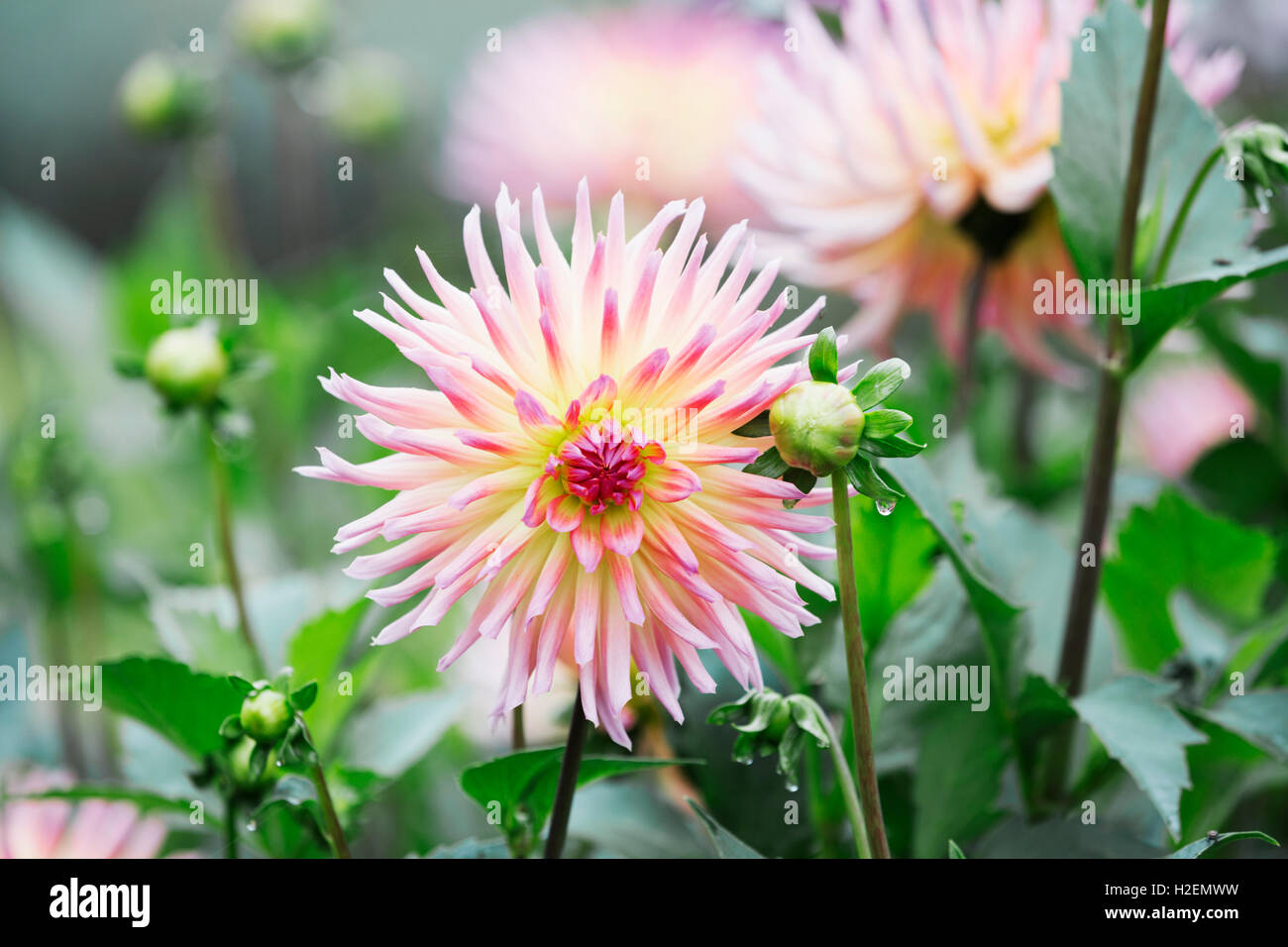Dahlia rose capitule. Banque D'Images