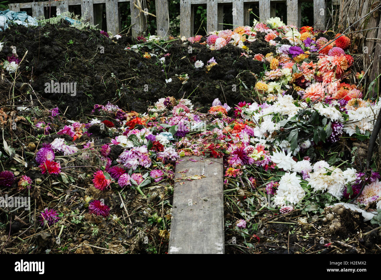 Un composteur faite de vieilles palettes en bois, avec les fleurs mortes, déchets de jardin et de terre. Banque D'Images