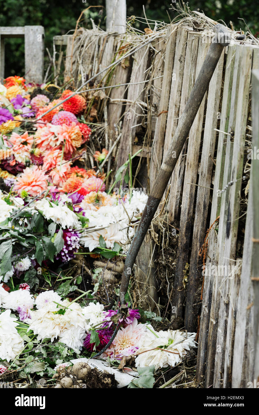 Un composteur faite de vieilles palettes en bois, avec les fleurs mortes, déchets de jardin et de terre. Banque D'Images