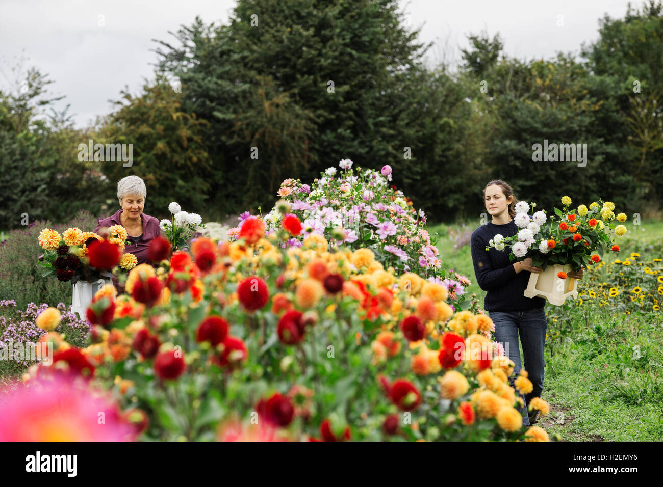 Deux personnes travaillant dans une pépinière de fleurs biologiques, fleurs de coupe pour les arrangements floraux et les commandes commerciales. Banque D'Images