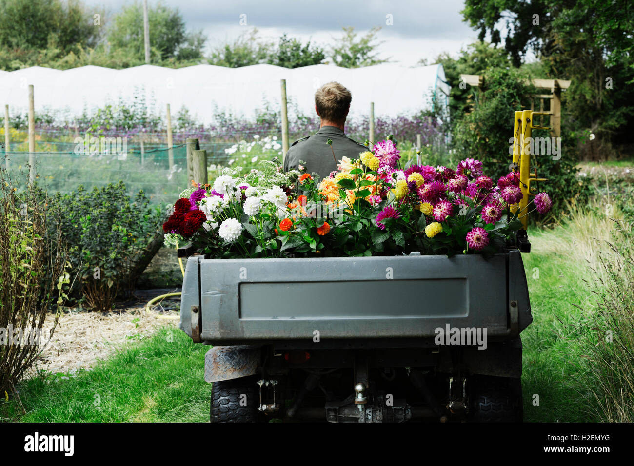 Un homme conduisant un véhicule petit jardin le long du chemin entre les parterres Banque D'Images