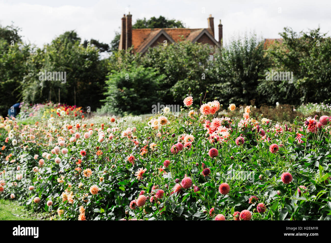 Une maison et des jardins, une pépinière de fleurs biologiques. Banque D'Images