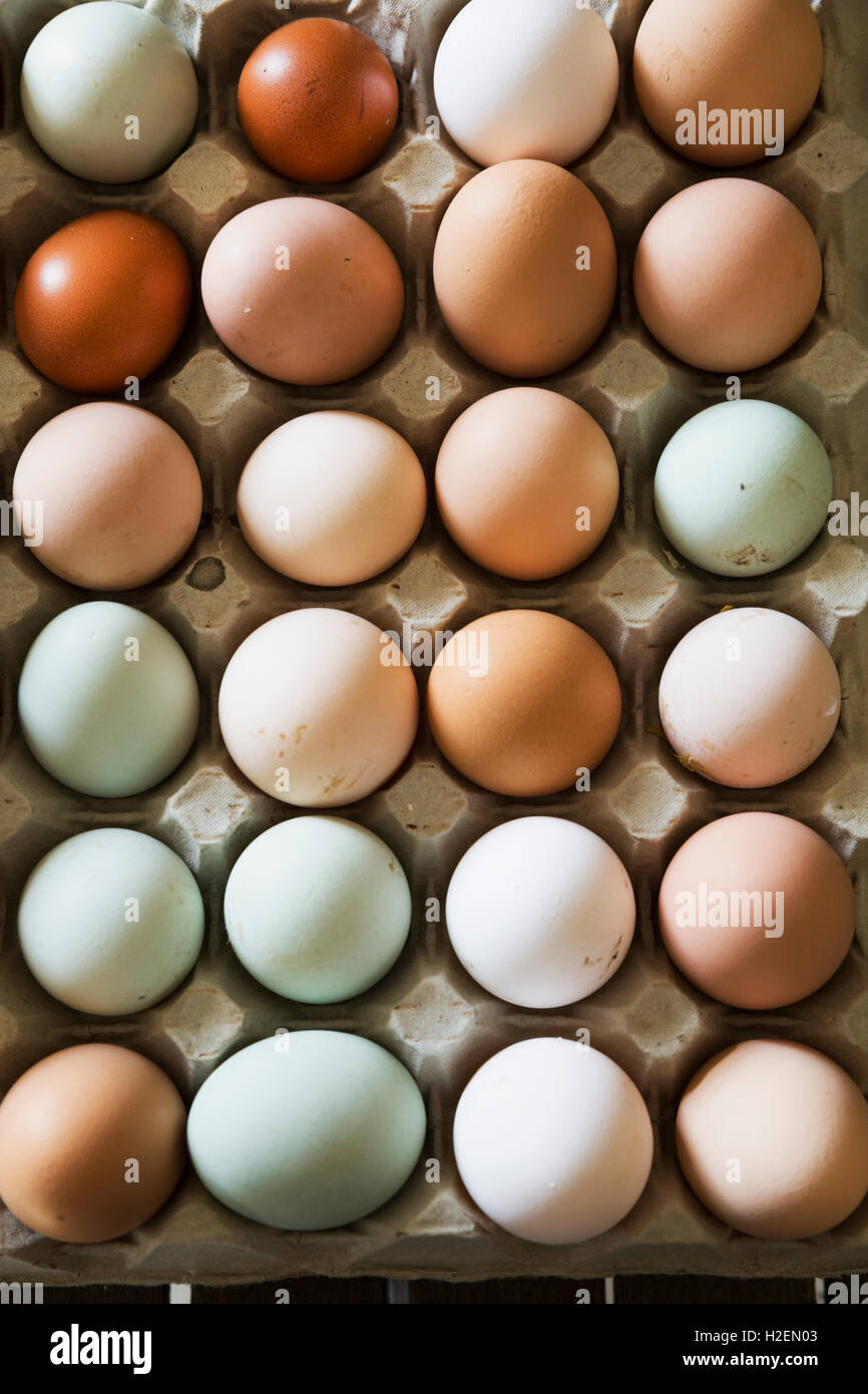 Un bac d'œufs bio, dans une variété de couleurs. Banque D'Images