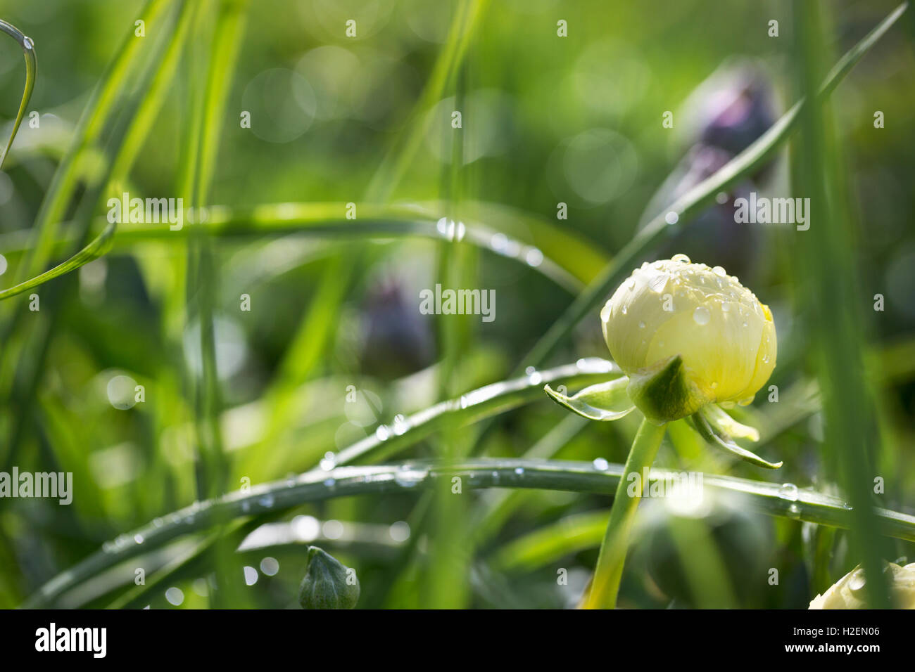 Une fleur jaune fleur rannunculus avec pétales ferlées. Banque D'Images