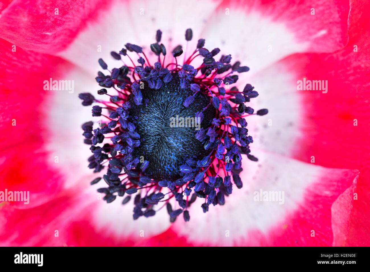 Le centre d'une fleur de pavot à pétales rouges et les étamines. Banque D'Images