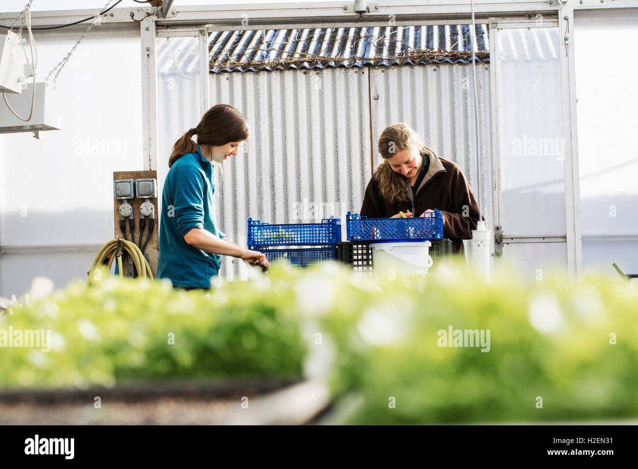 Deux personnes d'emballage et de coupe salade de légumes frais et de produits du jardin dans un polytunnel. Banque D'Images