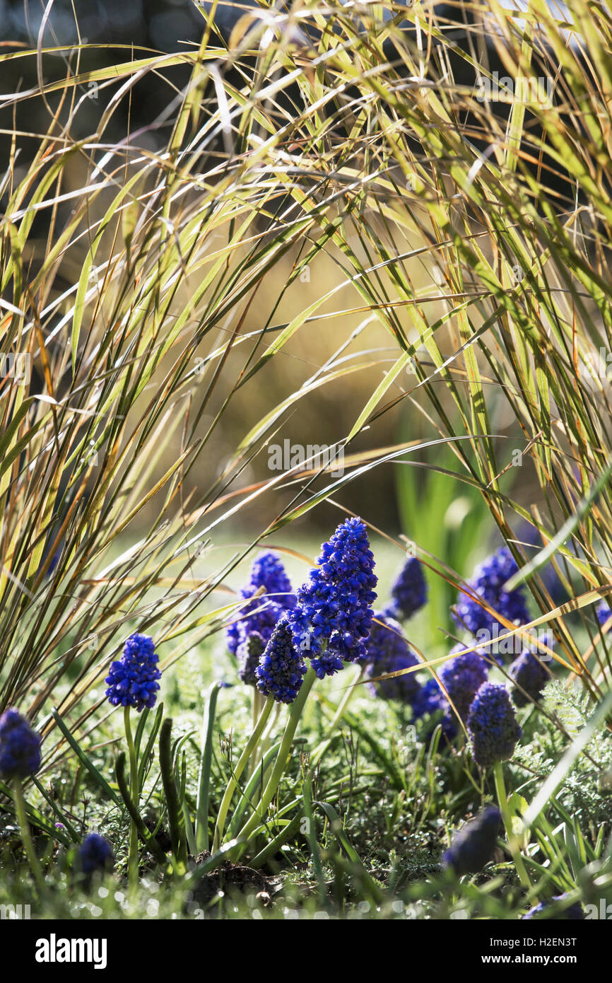 Close up de bulbes de printemps, muscaris poussant dans l'herbe. Banque D'Images