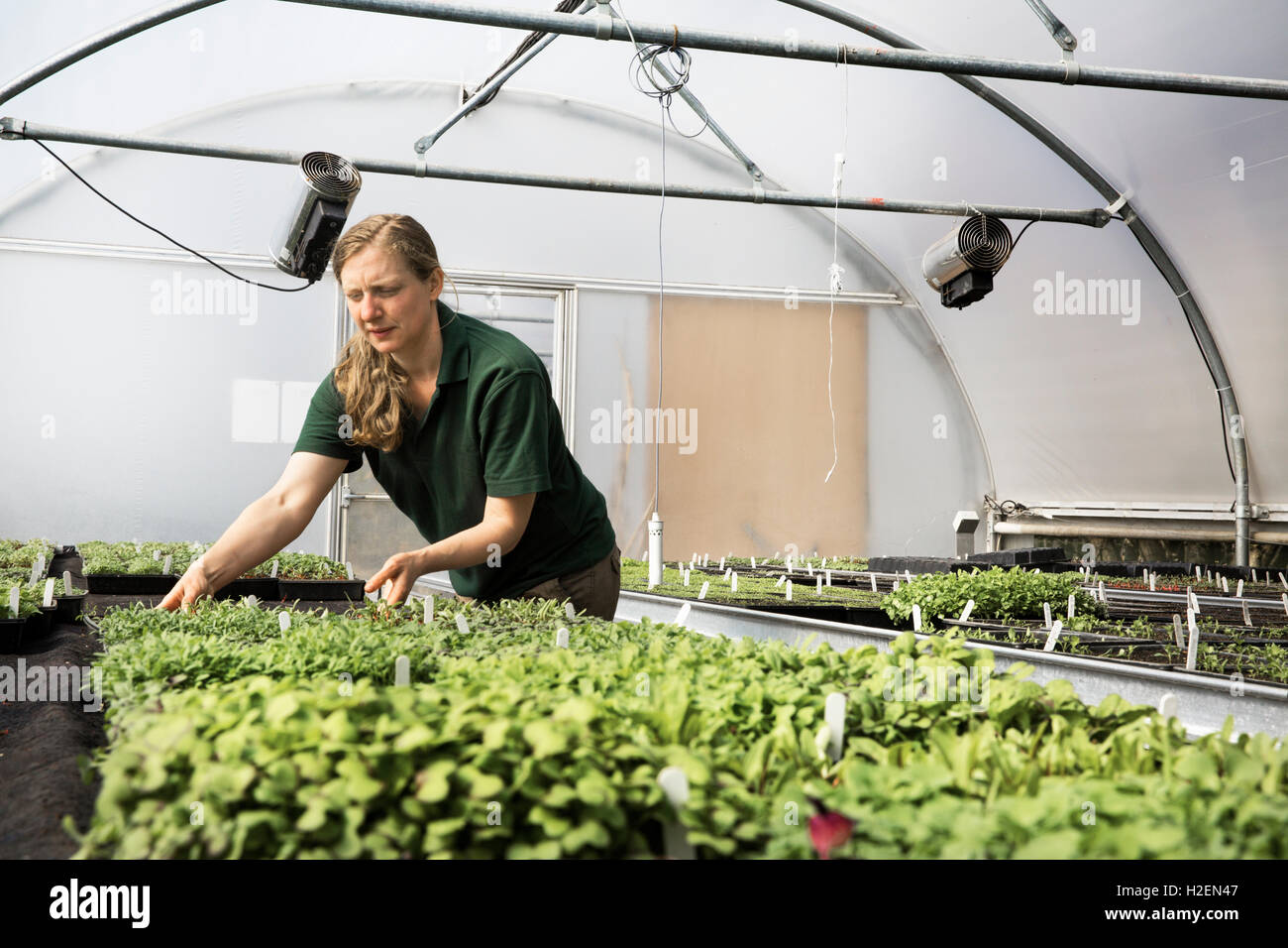 Un jardinier travaillant dans un polytunnel semis dans des bacs de tri. Banque D'Images