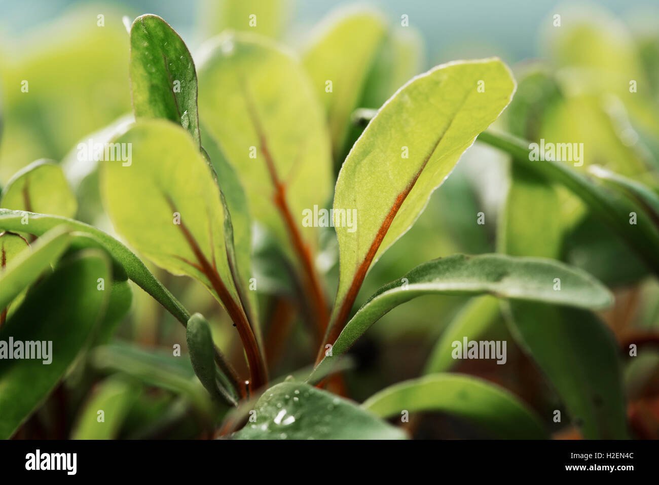 Close up of micro feuilles, salades poussant dans un jardin potager. Banque D'Images