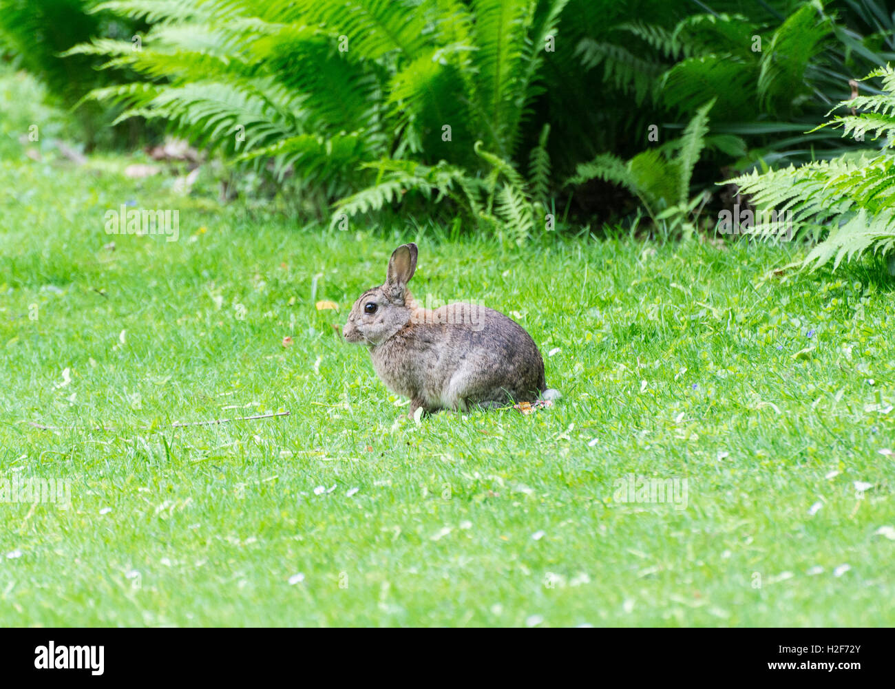 Lapin sauvage dans le parc Banque D'Images