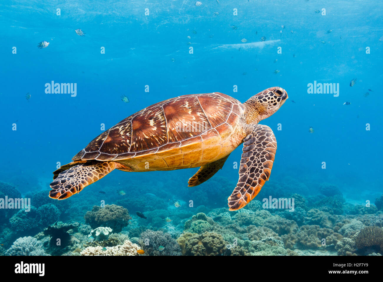 La tortue verte (Chelonia mydas) Apo Island, Philippines Banque D'Images