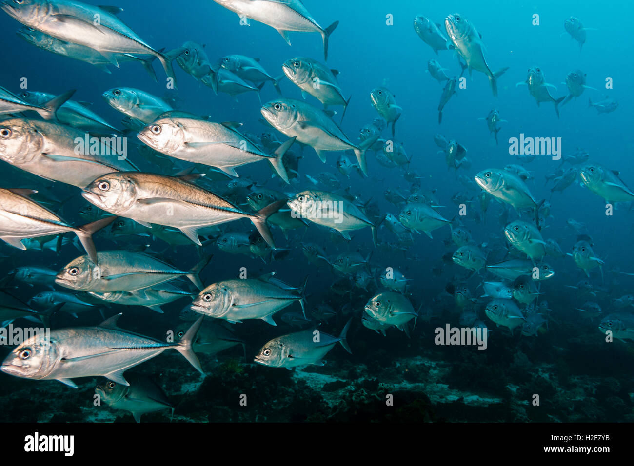 L'École de caranges (Caranx sexfasciatus) Apo island, Philippines Banque D'Images