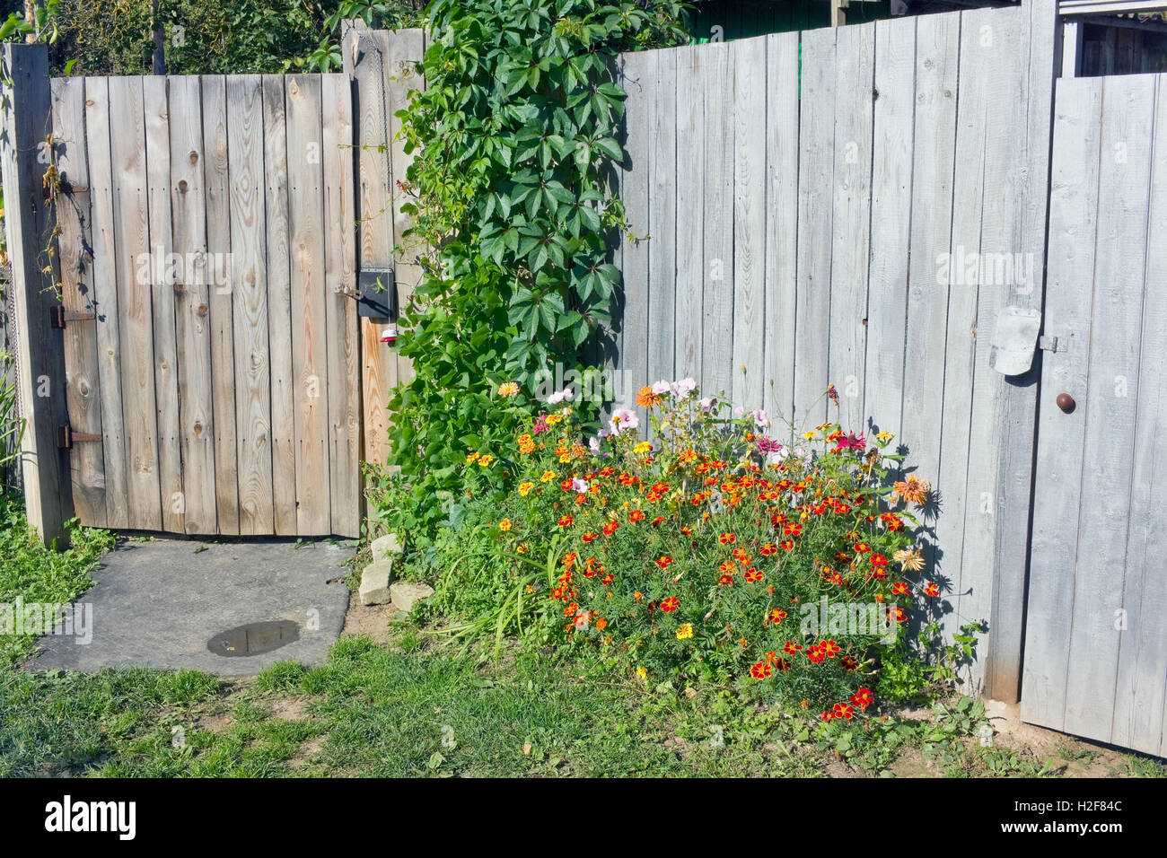 Les œillets d'Orange et lianes des vignes sauvages poussent près des portes d'une clôture de bois en milieu rural Banque D'Images