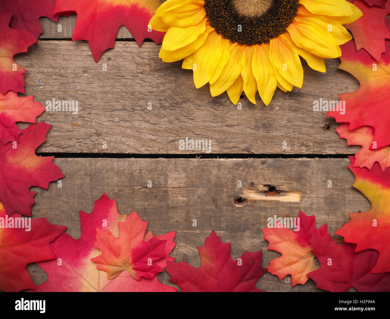 Automne fond avec des feuilles et des tournesols sur une planche en bois rustique avec un espace réservé au texte Banque D'Images