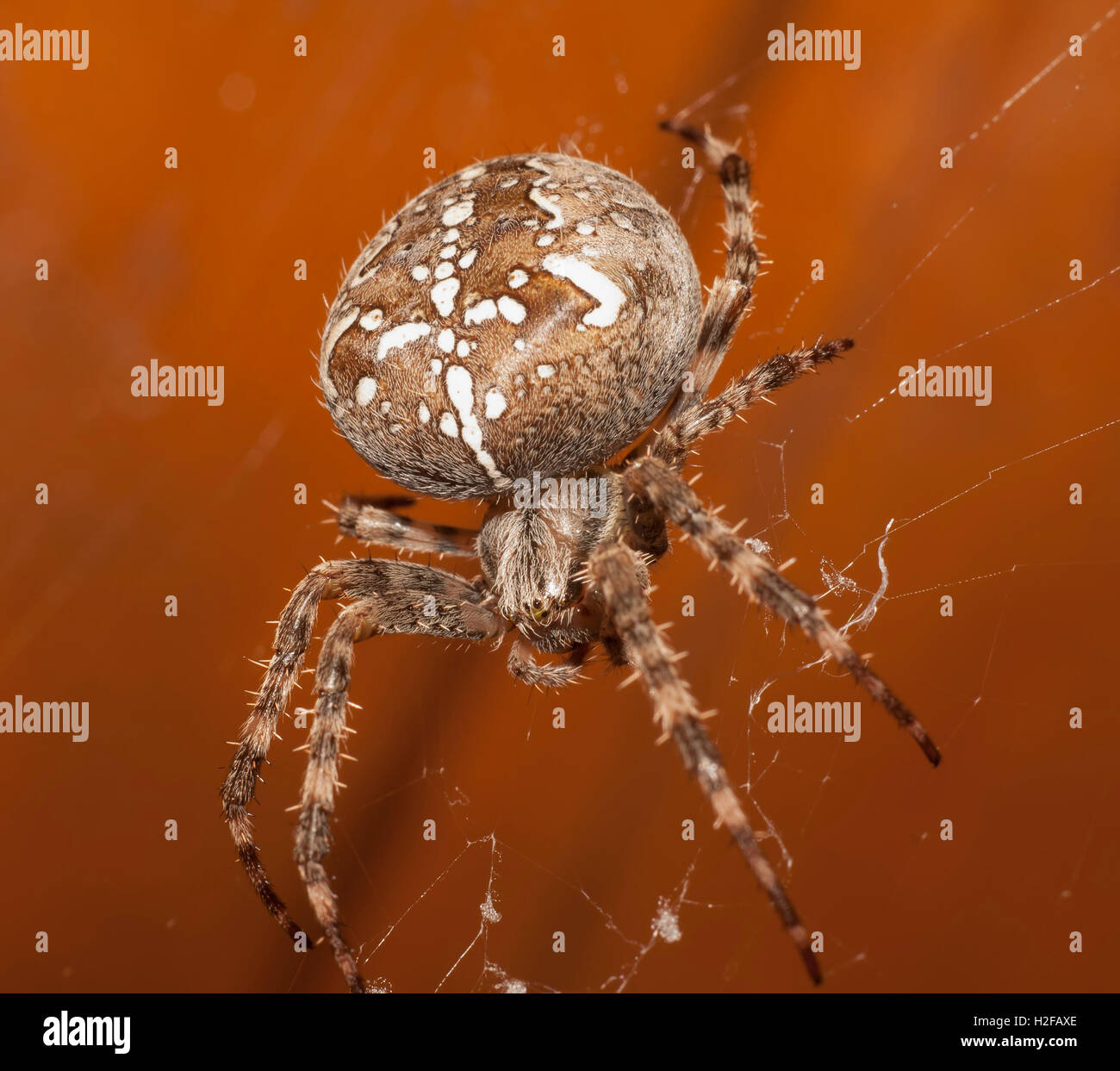 La grande araignée brown closeup Banque D'Images