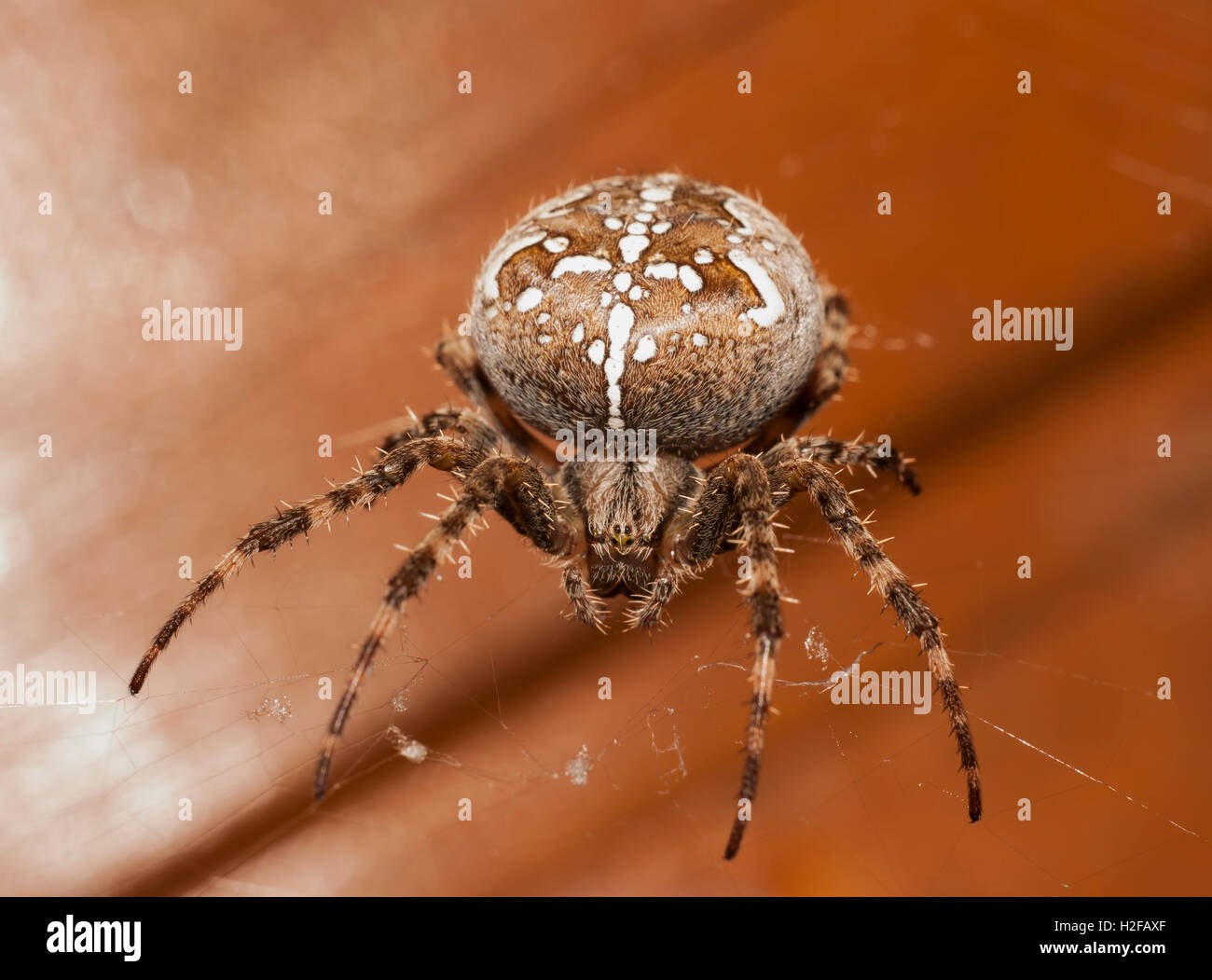 La grande araignée brown closeup Banque D'Images