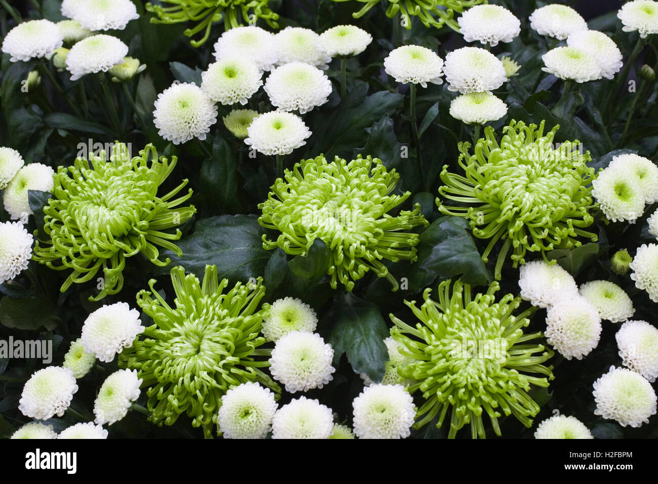 Chrysanthemum chrysanthème et brouillard vert blanc sentiment sur l'affichage. Banque D'Images