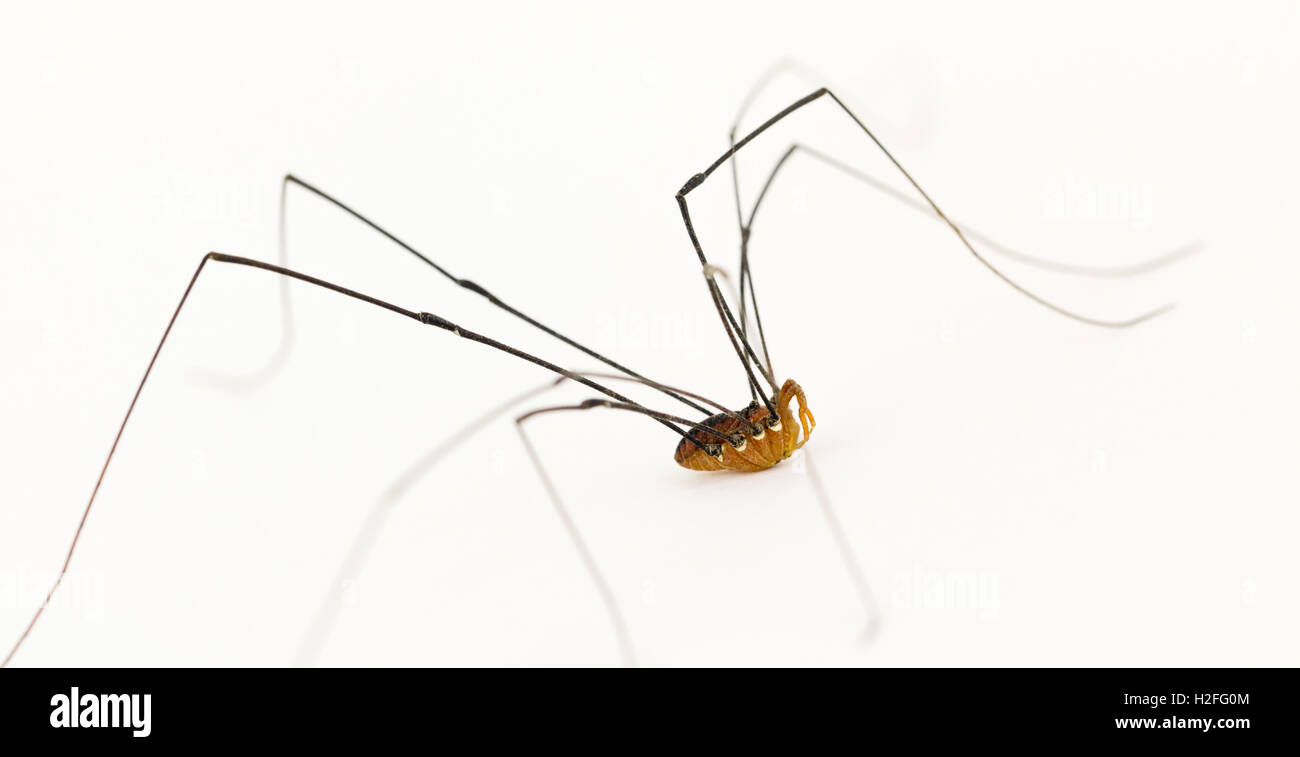 Side view close up de 8 pattes arachnides harvestman Banque D