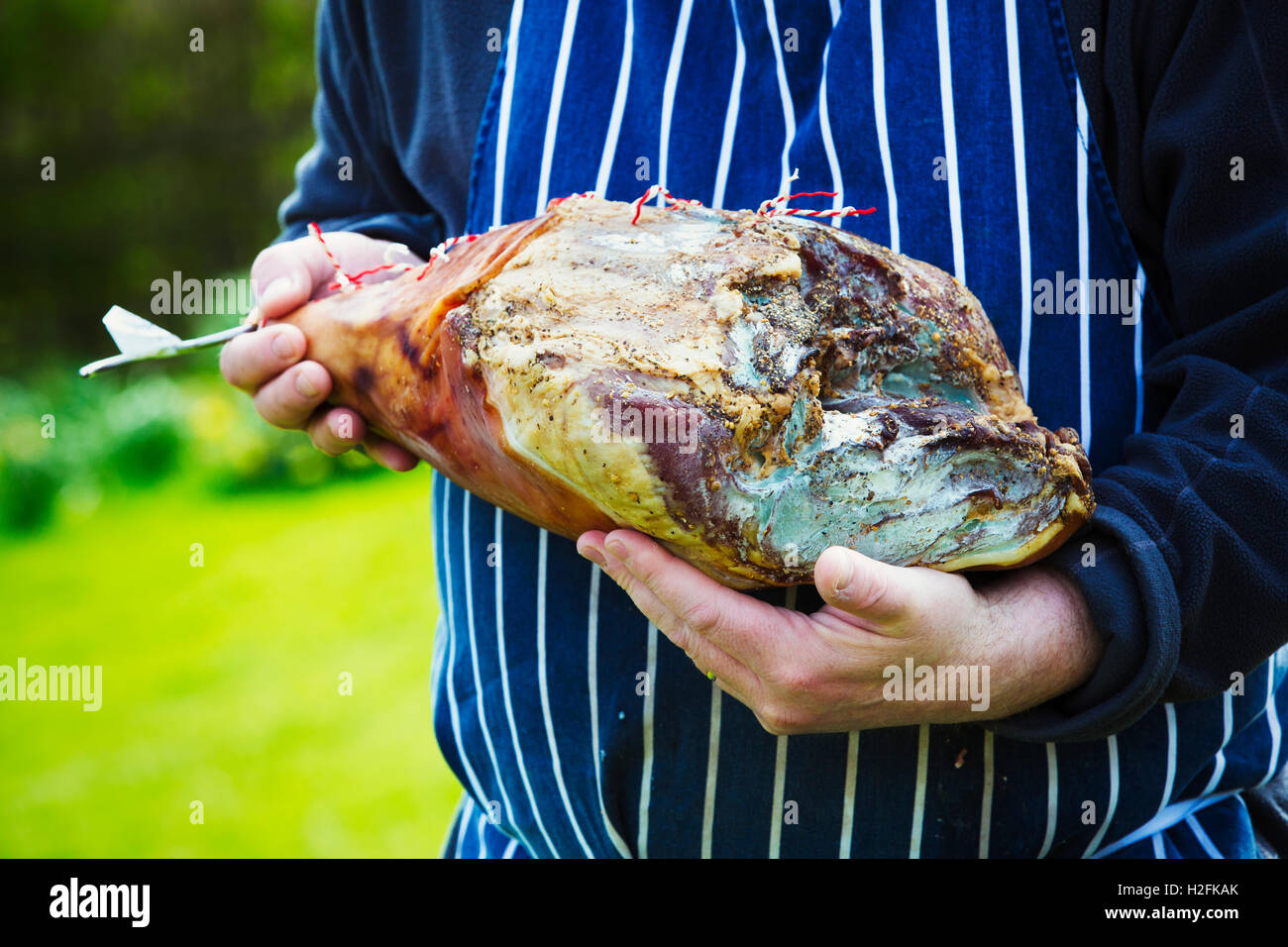Boucher le port d'un tablier bleu à rayures , debout à l'extérieur, tenant un grand jambon séché. Banque D'Images