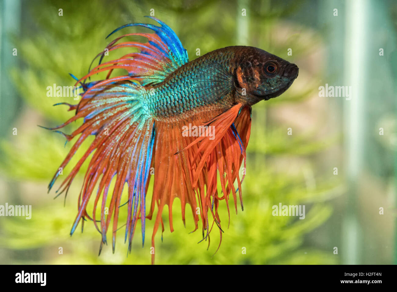 Portrait De Leau Douce Poissons Betta Betta Splendens