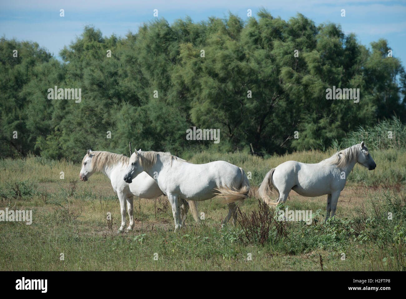 Trois chevaux camargue, indigènes de la région de la Camargue, dans le sud de la France Banque D'Images