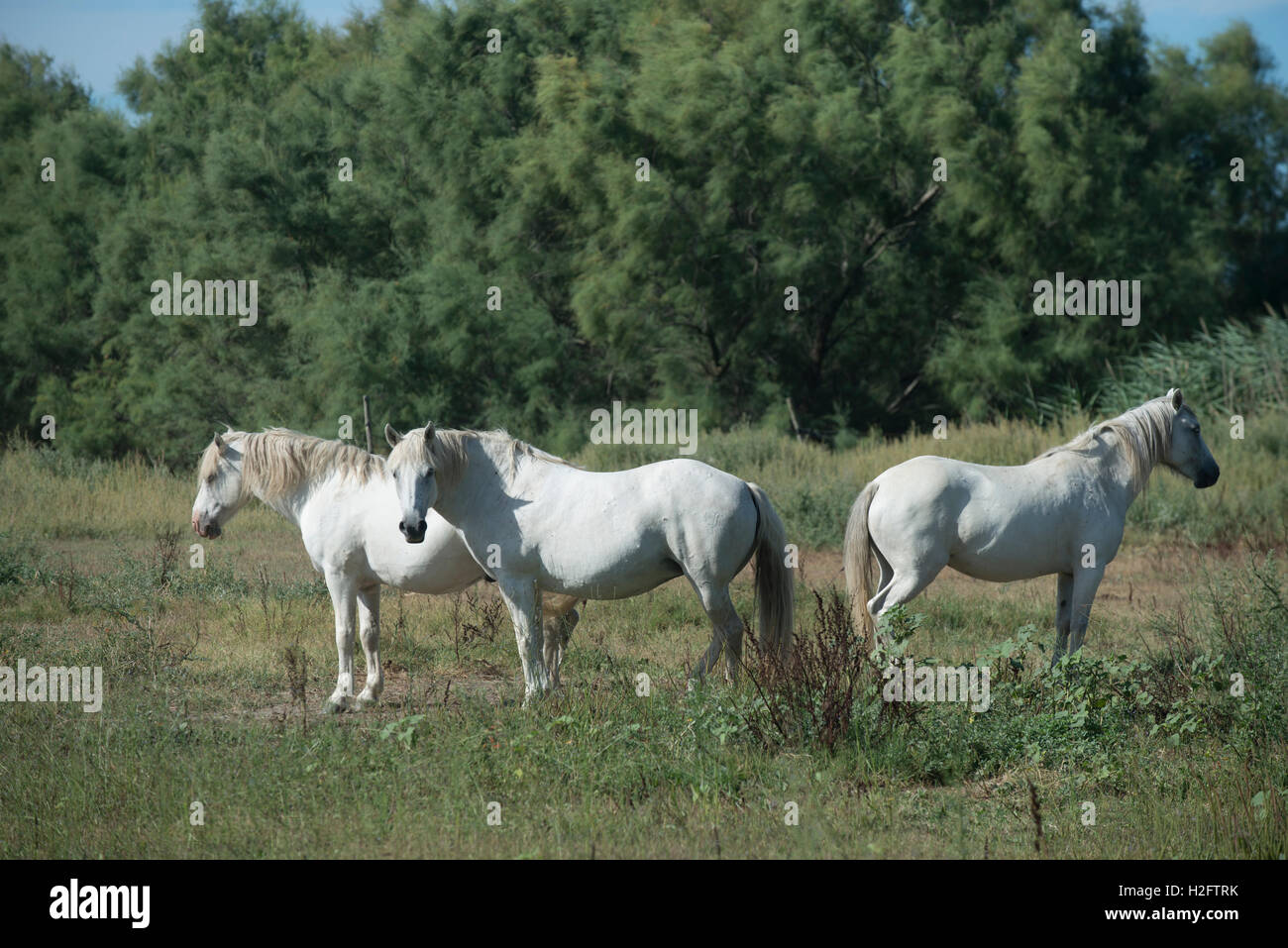 Trois chevaux camargue, indigènes de la région de la Camargue, dans le sud de la France Banque D'Images