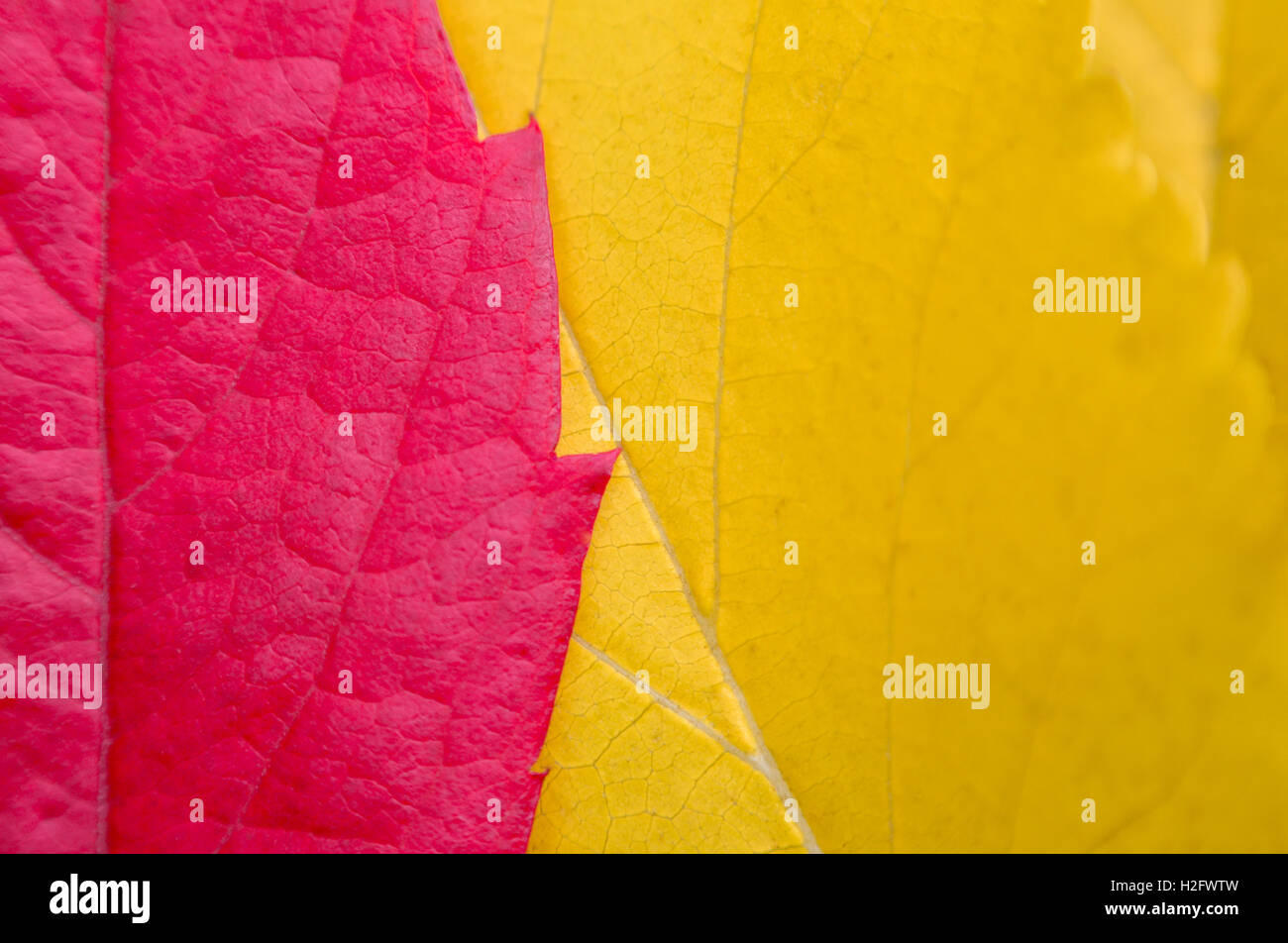 Les feuilles d'automne jaune et rouge close up texture de fond Banque D'Images