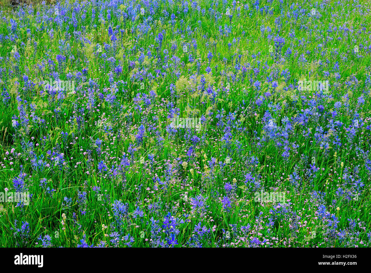 USA, Washington, Columbia River Gorge National Scenic Area, Common camas fleurissent à Catherine Creek. Banque D'Images
