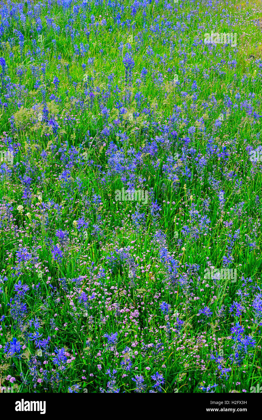 USA, Washington, Columbia River Gorge National Scenic Area, Common camas fleurissent à Catherine Creek. Banque D'Images