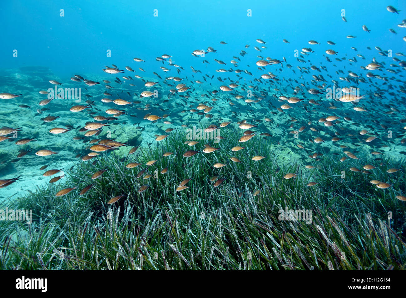 Neptune les herbiers de Posidonie, prairie et poissons demoiselle chromis Chromis, Bodrum, Turquie Banque D'Images