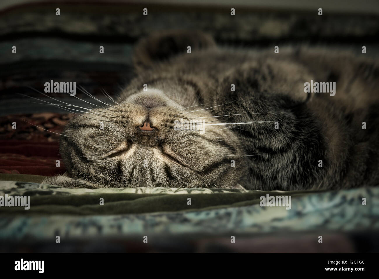 Close up of fatigué chat tigré couché et de repos à la maison. Animal dormir faire la sieste. Banque D'Images