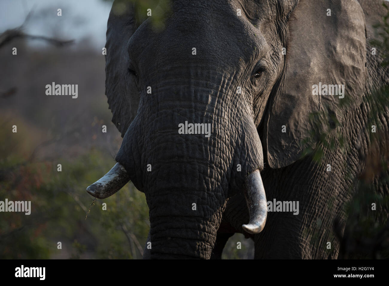 Bull Elephant Man Banque D'Images