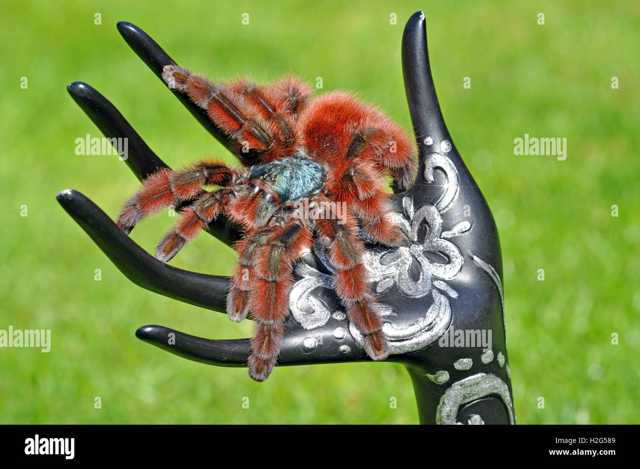 La tarantula pinktoe des Antilles (Caribena versicolor) femelle photographiée sur une sculpture à la main de mannequin Banque D'Images