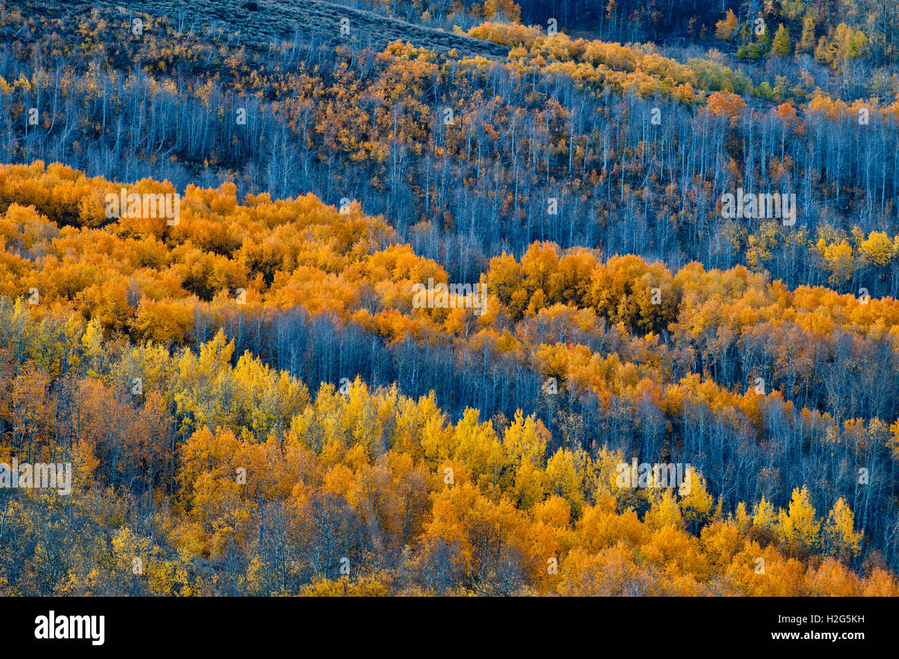 Automne couleur dans peu de Blitzen, Gorge de montagne Steens, Oregon Banque D'Images