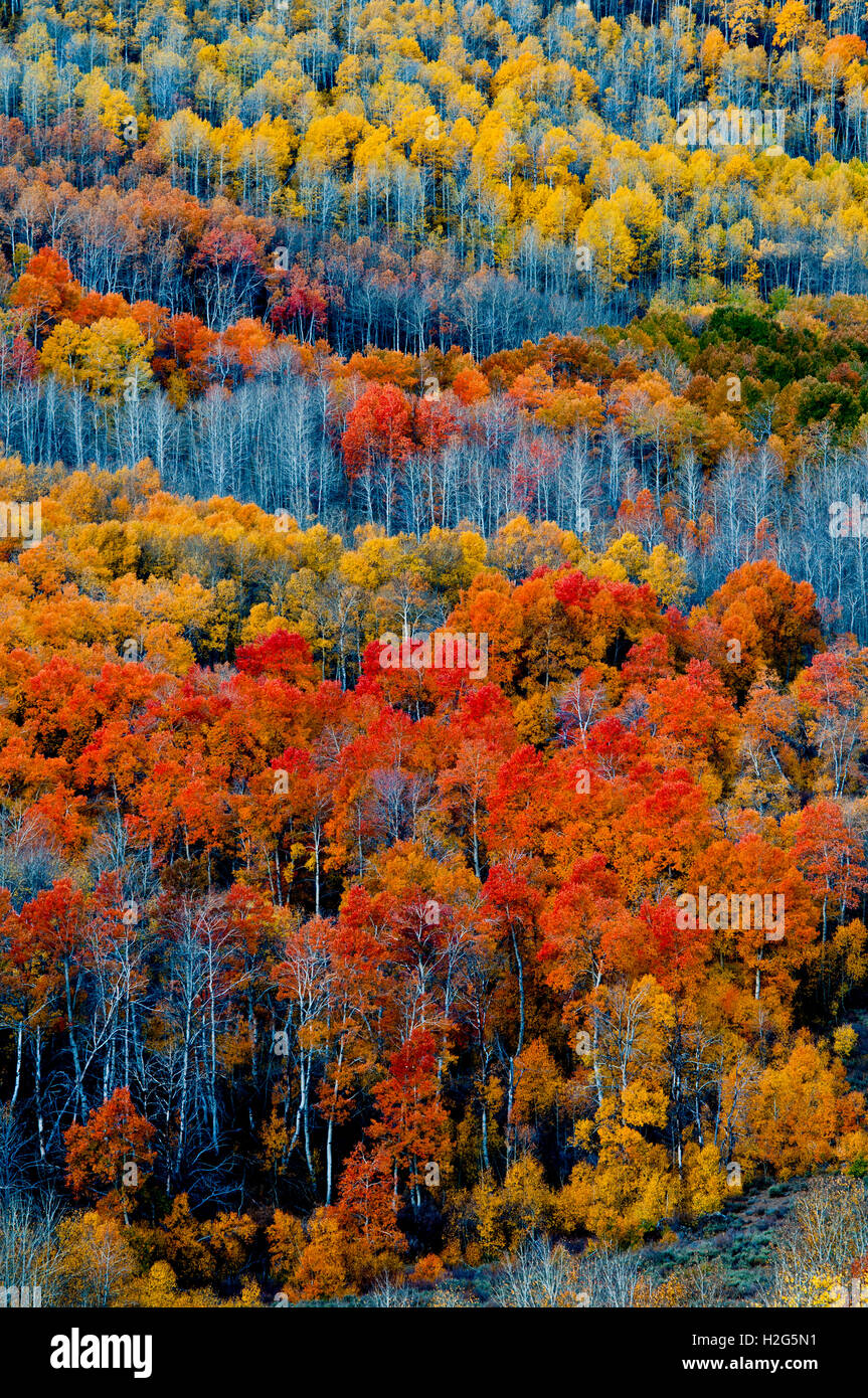 Automne couleur dans peu de Blitzen, Gorge de montagne Steens, Oregon Banque D'Images