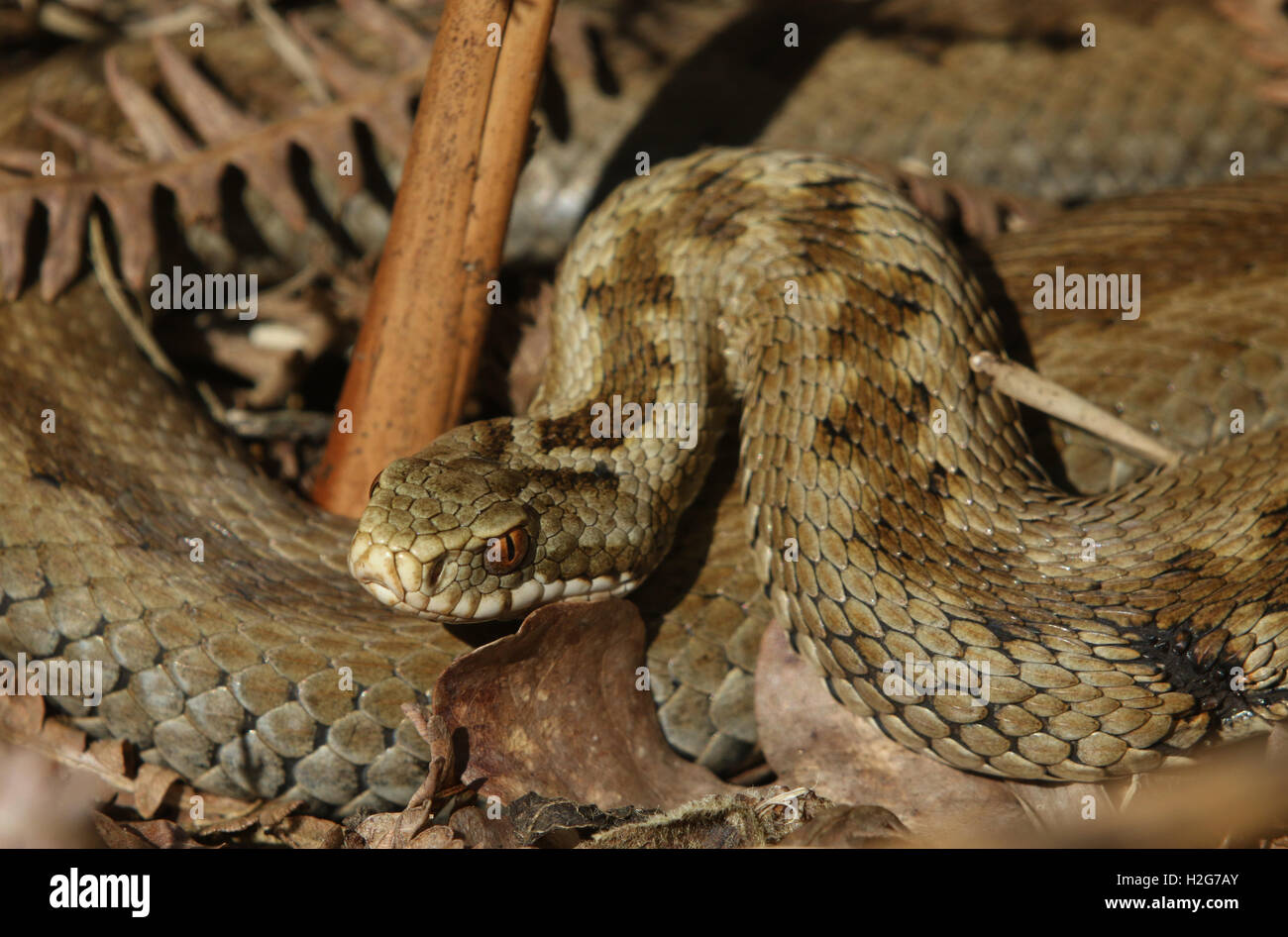 Une Femme Serpent vipère (Vipera berus) vient de sortir de l'Hibernation se réchauffer au soleil enroulé autour de bracken. Banque D'Images