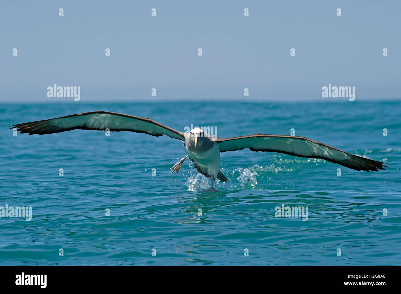 Thalassarche cauta Albatros timide au large de Kaikoura Nouvelle-zélande océan sud Banque D'Images