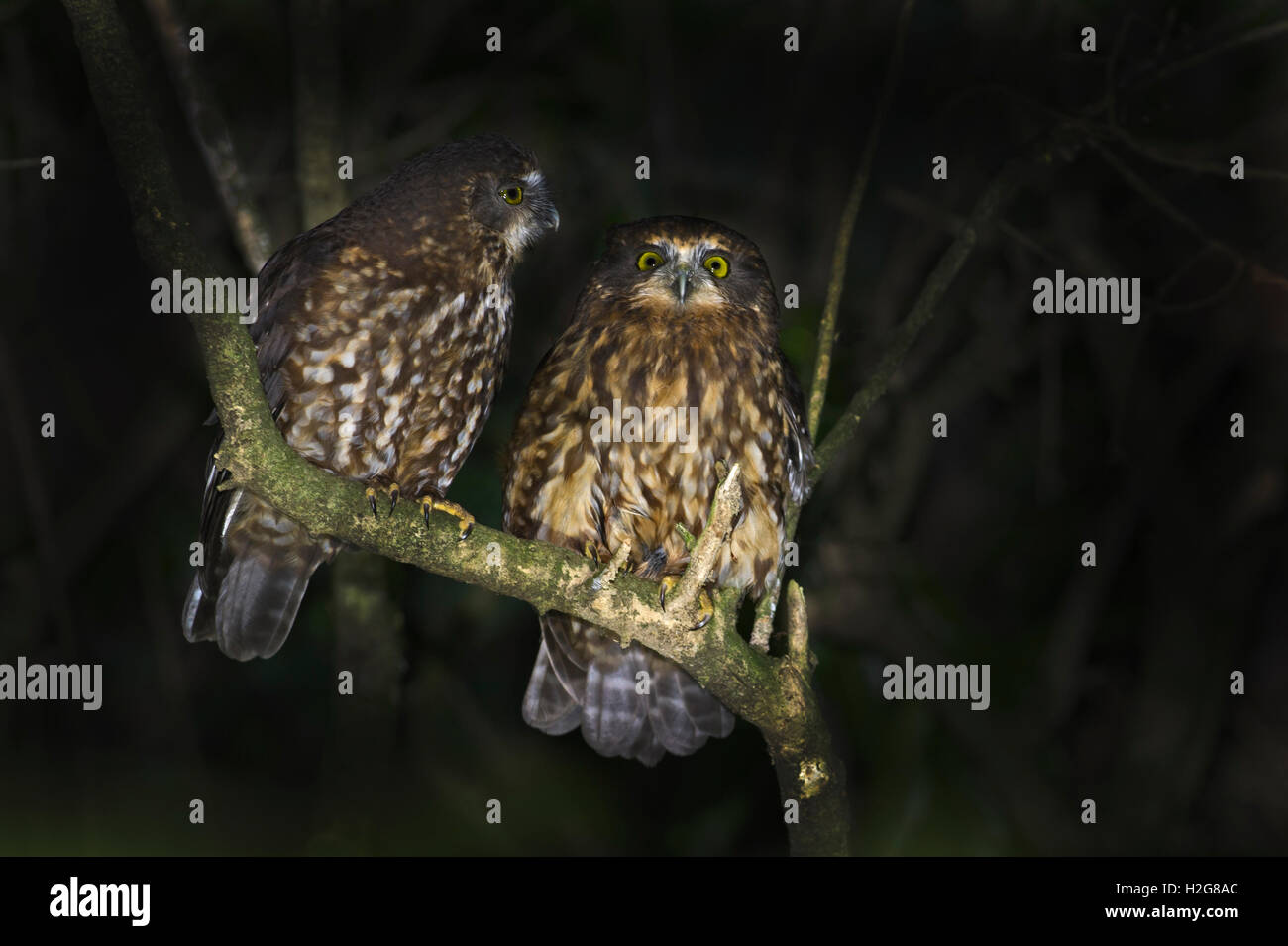 Morepork Ninox novaeseelandiae Keri Keri Ile du Nord Nouvelle Zélande Banque D'Images